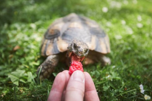 Alimentación reptiles y anfibios