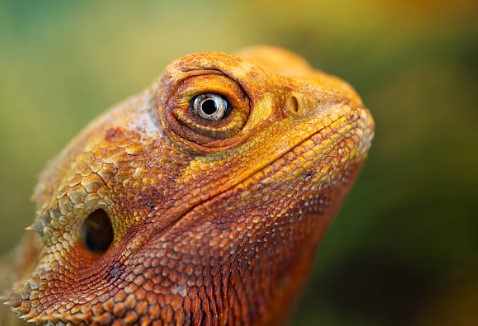 Salud, higiene y comportamiento reptiles y anfibios