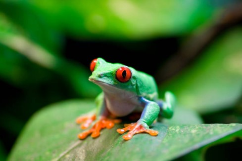 Hábitat y terrarios de reptiles y anfibios